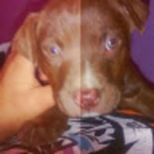 Meet your Posher, Shaniq